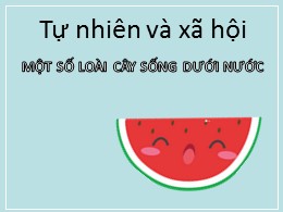 Bài giảng Tự nhiên và Xã hội Khối 2 - Bài 26: Một số loài cây sống dưới nước