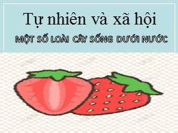 Bài giảng Tự nhiên và Xã hội Lớp 2 - Bài 26: Một số loài cây sống dưới nước (Bản đẹp)