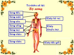 Bài giảng Tự nhiên và Xã hội Lớp 2 - Bài: Bộ 